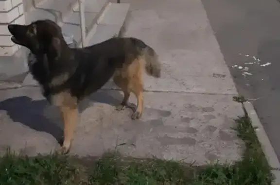 Пропала собака Куро в районе ОЦМ, Киров, Россия