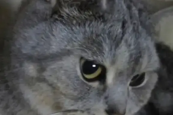 Пропала кошка в СНТ ПАРУС, Бакс, вознаграждение https://vk.com/id138186681