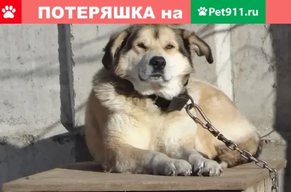 Собаки потеряшки, Нижний Новгород, фото: Потеряшка собака в районе аэропорта Стригино!