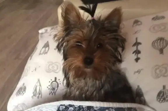 Собаки потеряшки, Целинный сельсовет, фото: Потеряшка собачка йорк на озере Белё, Хакасия