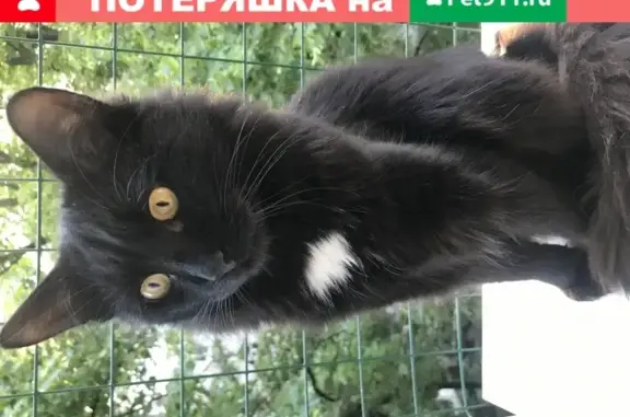 Кошки потеряшки, Москва, фото: Потеряшка кошка Томас, Москва, Казанский переулок 2-4