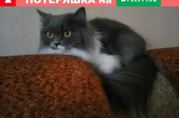 Пропала кошка Муха на пересечении улиц Авроры/Партизанская, Самара