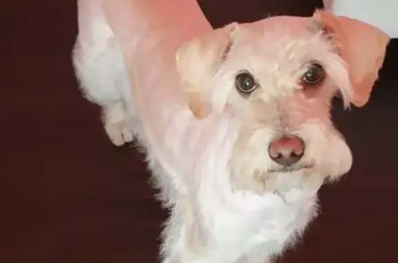 Собаки потеряшки, Ягодка, фото: Потеряшка собака в Сыктывкаре, кличка Черчилль