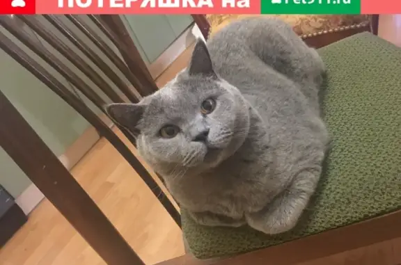 Кошки потеряшки, Москва, фото: Потеряшка кошка на улице Дмитрия Ульянова, Москва.