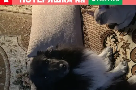 Пропала собака Шелти в Твери, район СНТ Межурка 2