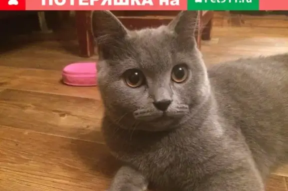 Пропала кошка на улице Фадеева, ВОЗНАГРАЖДЕНИЕ за находку!