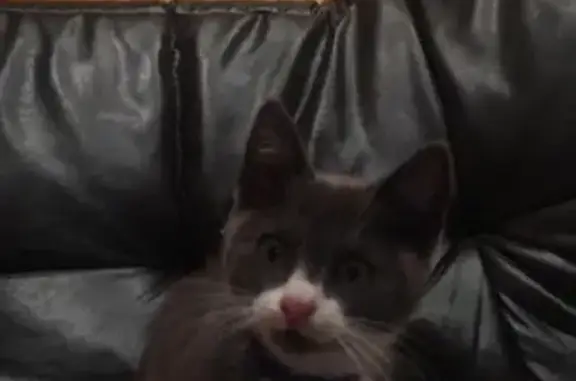 Найден котенок в Мензелинске с ошейником