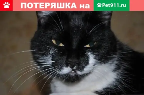 Пропала кошка в Сыктывкаре, район улицы Старовского и Димитрова, помогите!