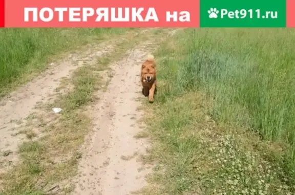 Пропала собака Михей в Починке, Смоленская область