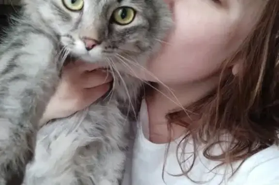 Кошки потеряшки, Ярославль, фото: Потеряшка кошка в Ярославле, перекресток Перекоп/Юбилейный парк!