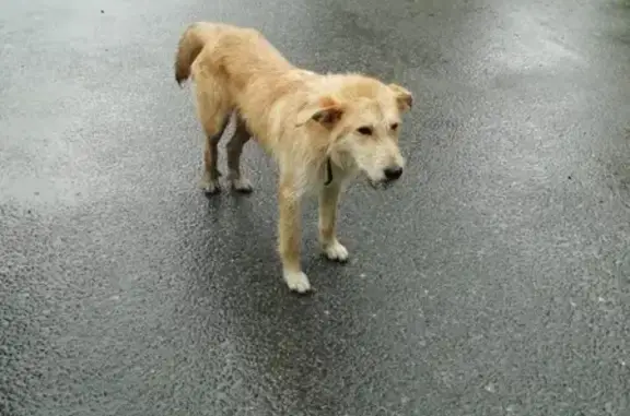 Найдена собака в Гатчинском районе, д. Рождествено