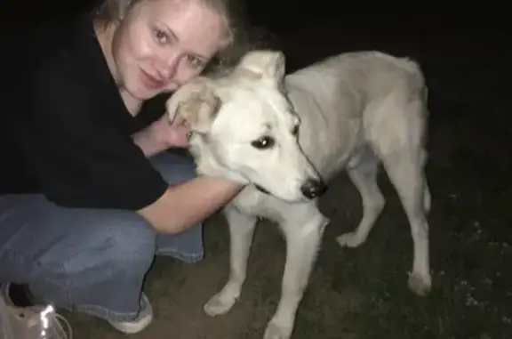 Найдена собака в Смоленске