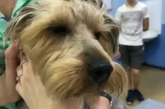 Найдена собака в Бутурлино с прибыльными пальцами