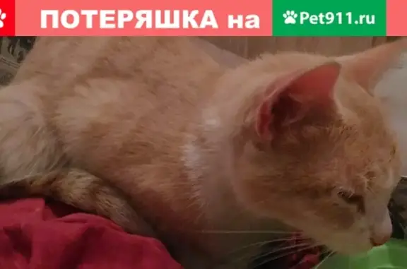 Найдена кошка на ул. Крестинского, 35 (Ботаника)
