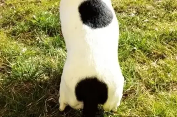 Собаки потеряшки, Калининград, фото: Потеряшка собака Чика в Калининграде, Россия