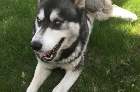 Потерянные животные Москва, фото: Пропала собака Хаски пос. Жуковка, возраст 4 года, тел. 89060350980