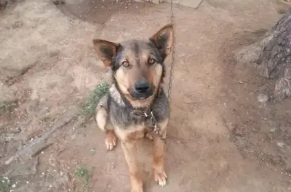 Пропала собака Мухтар в Кстово, Нижегородская область.