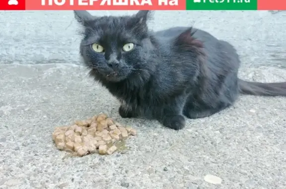 Найдена черная молоденькая кошка на ул. Минская
