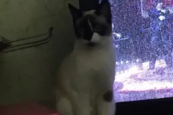 Кошки потеряшки, Заозёрск, фото: Потеряшка кошка Лапа в Заозёрске, Мурманская область