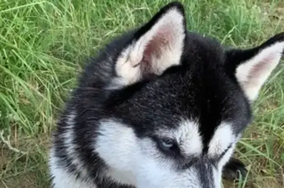 Пропала собака Джек в Лобне, Россия