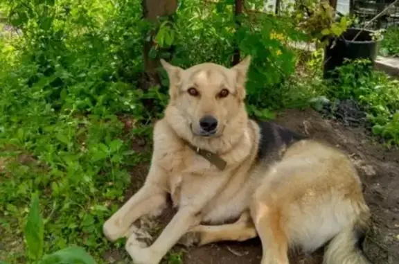Пропала собака в Белоярском р-не (кобель овчарки, кличка Сема)