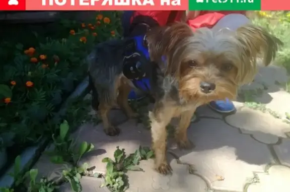Пропала собачка Чарли в Ясногорске