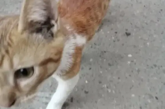 Найден котенок в Краснодаре под машиной