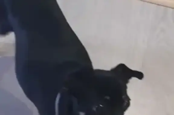 Найдена собака на заправке М10 в Мигалово, Тверь