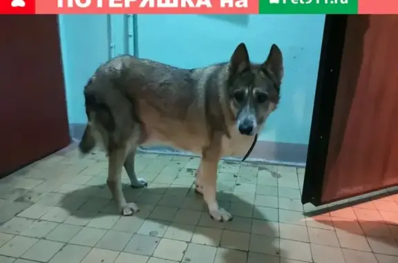 Найдена собака на улице Минусинская