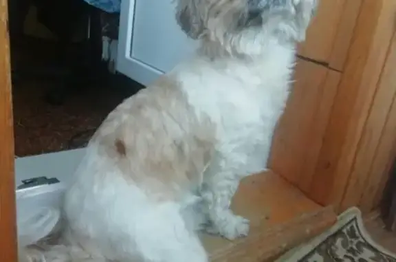 Собаки потеряшки, Нижний Новгород, фото: Потеряшка собака в Ленинском районе, зовут Чапа