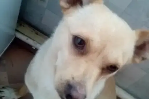 Пропала собака в Нижнеудинском районе, зовут 
