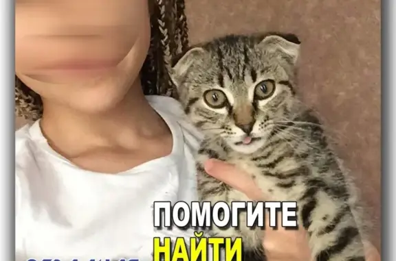 Пропал котенок в ст. Удобной на ул. Ленина