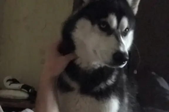 Пропала собака Джек в Лобне, Московская область