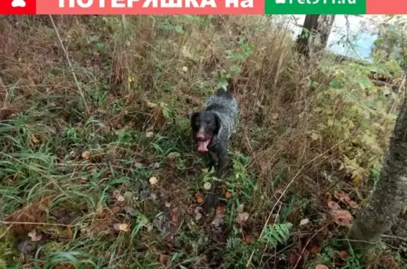 Пропали две собаки в Подпорожском районе, деревня Мятусово