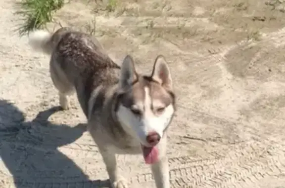 Собака найдена в ДПК «Сургутское» - ищем старых хозяев!