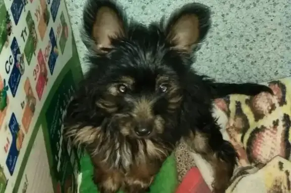 Пропала собака в Пензе, район ГПЗ-24, щенок Ёршидского терьера, кличка Арчи.