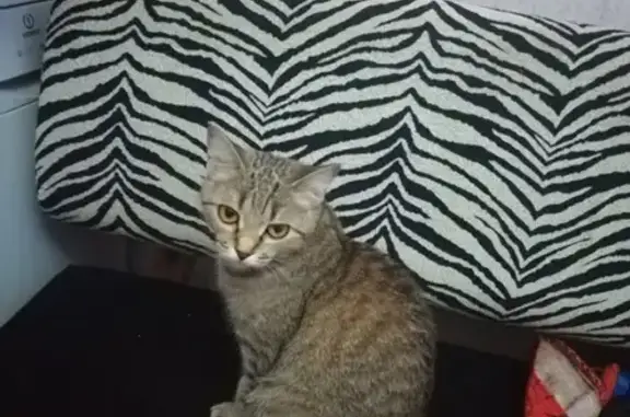 Пропала кошка на Зверева 50 в Надыме, ЯНАО