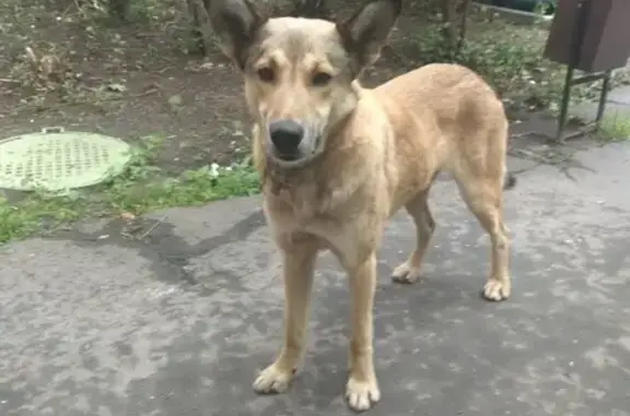 Найден домашний пёс на 6-й Кожуховской улице, Москва