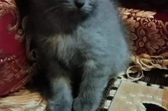 Кошки потеряшки, рабочий посёлок Колышлей, фото: Потеряшка котенок в районе Гагарина, вознаграждение