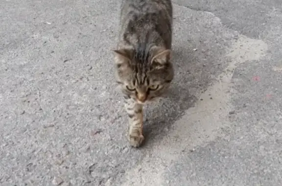 Найдена кошка в московском микрорайоне - ищет дом