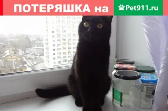Найдена молодая черная кошка в Перми