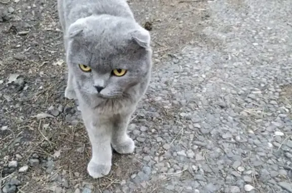 Найдена кошка в районе курорта Ангара, Иркутск