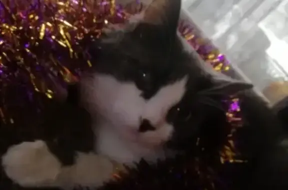 Кошки потеряшки, Ярославль, фото: Потеряшка кот Джеси на фабрике Красный перевал, Ярославль