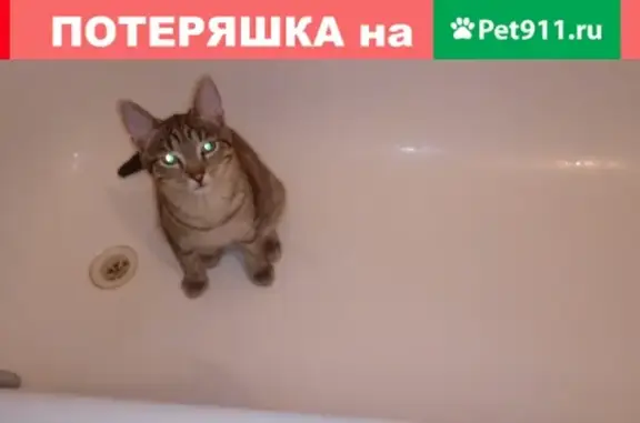 Кошки потеряшки, Саранск, фото: Потеряшка кот на ул. Солнечная, Саранск. Помогите!