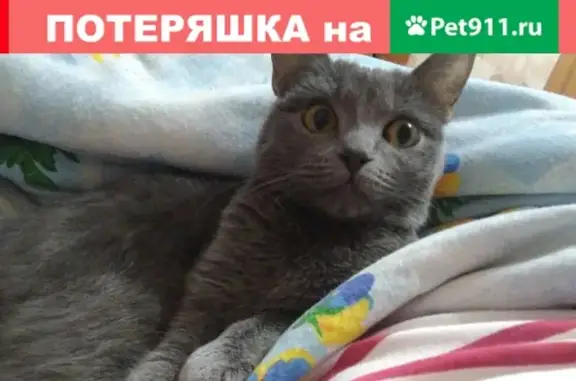 Пропала кошка на ул. Котовского в Омске #lostpet #пропала_кошка #Омск