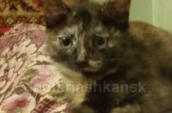 Кошки потеряшки, Новосибирск, фото: Потеряшка кошка на улице Д. Бедного, ищем Кнопу!