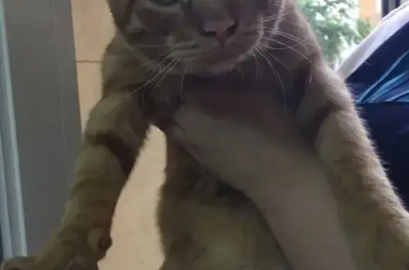 Кошки потеряшки, Киров, фото: Потеряшка котик на участке, видели около Кирова 24