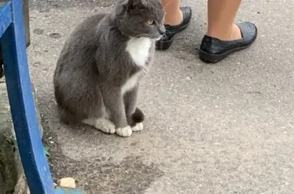 Потерянные животные Смоленск, фото: Пропал кот Семён на улице Тухачевского, Смоленск