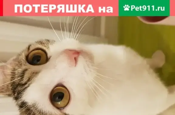 Пропала кошка на улице Североморская, Краснодар