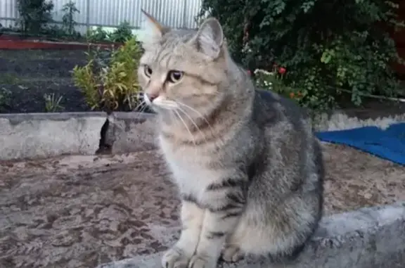 Кошки потеряшки, Набережные Челны, фото: Потеряшка кошка Барсик в СНТ Ивушка, Татарстан